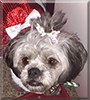 CoCo the Lhaso Apso /Poodle Mix