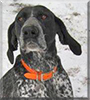 Cowboy the German Shorthair Pointer