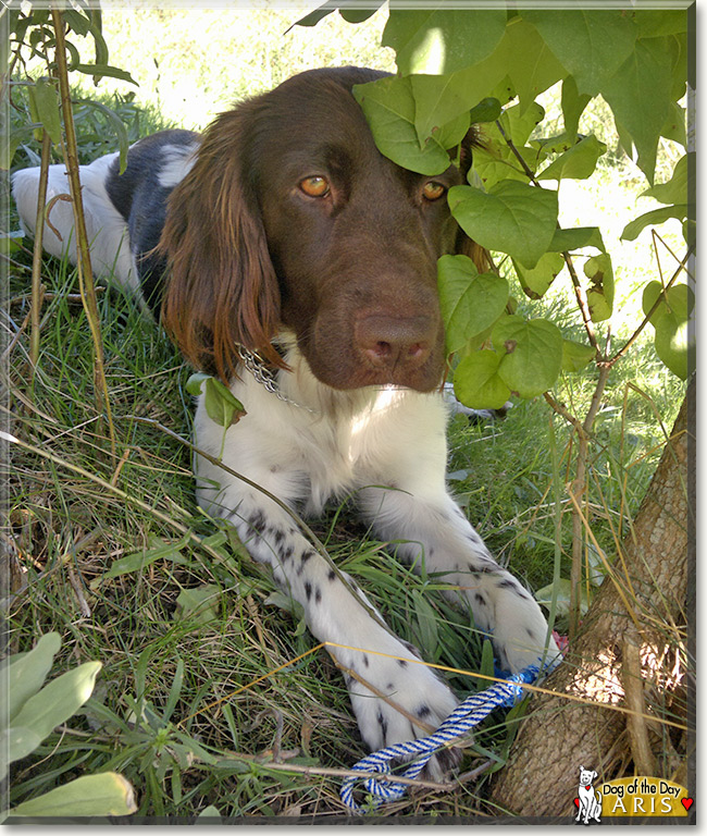 Aris, the Dog of the Day