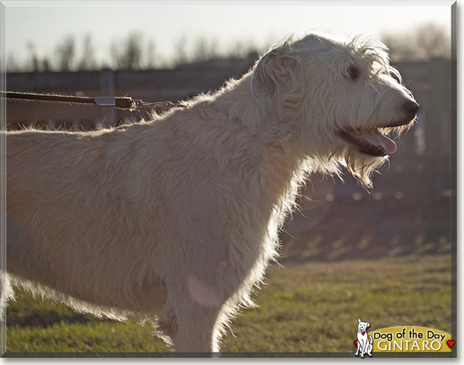 Gintaro, the Dog of the Day