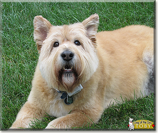 Toby, the Dog of the Day