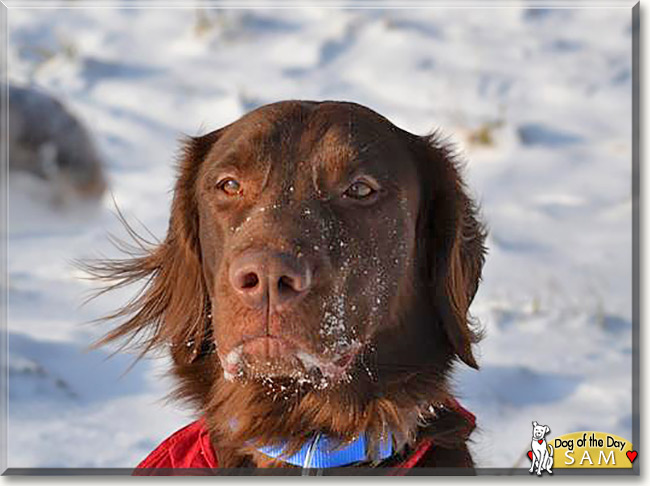 Sam, the Dog of the Day