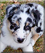 Scout the Australian Shepherd