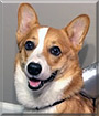 Roo III the Pembroke Welsh Corgi