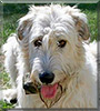 Gintaro the Irish Wolfhound