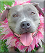 Emma Grace the American Staffordshire Terrier