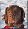 Sam the Flat Coated Retriever