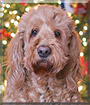 McHenry the Golden Retriever, Poodle