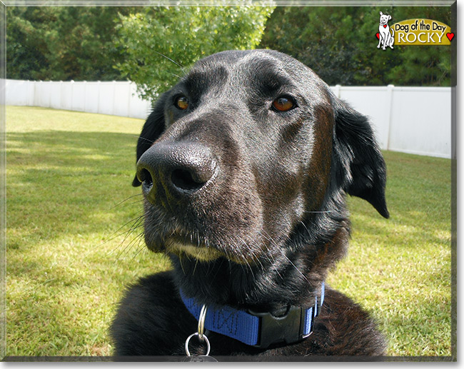 Rocky, the Dog of the Day