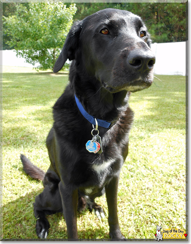 Rocky, the Dog of the Day