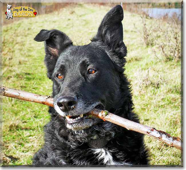 Baron, the Dog of the Day