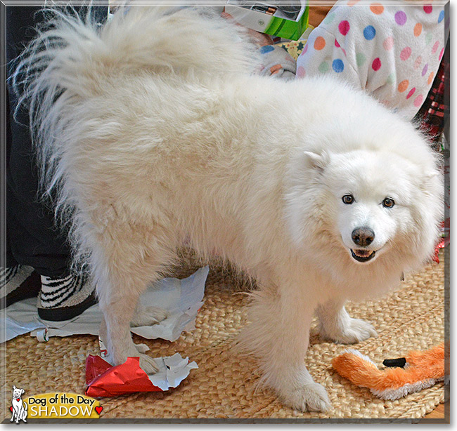 Shadow, the Dog of the Day