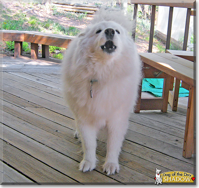 Shadow, the Dog of the Day