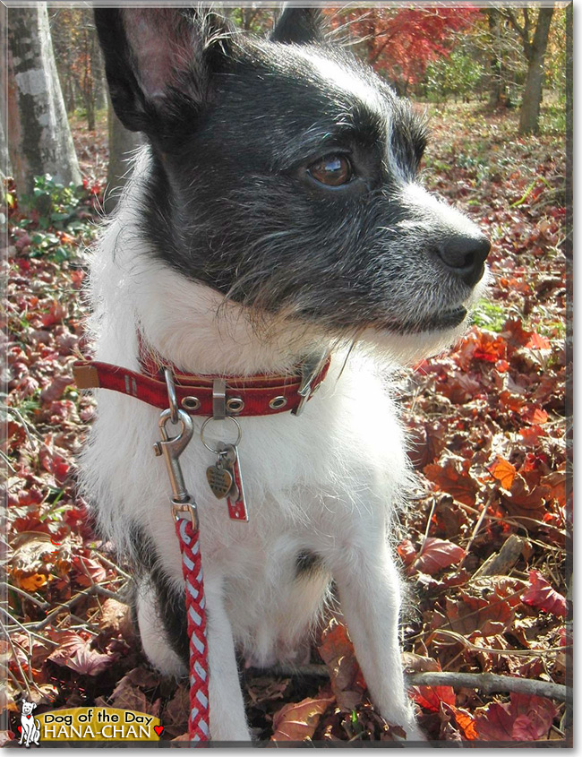 Hana-chan, the Dog of the Day