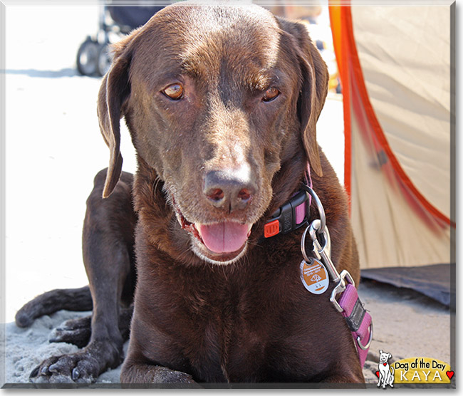 Kaya, the Dog of the Day