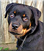 Razor the Rottweiler