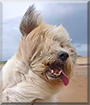 Dreich the Bearded Collie