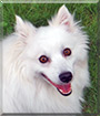 Prudence the Miniature American Eskimo