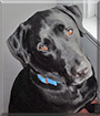 Lucius the Black Labrador Retriever