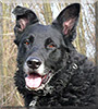 Baron the Newfoundland, German Shepherd