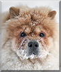 Leia the Chow Chow