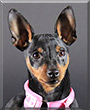 Della the Miniature Pinscher