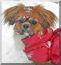 Lea the Tibetan Spaniel