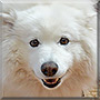 Shadow the Samoyed