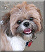 Charli the Shih Tzu mix