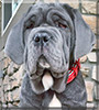 Leo the Neapolitan Mastiff