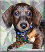 Kringle the Brindle Dachshund