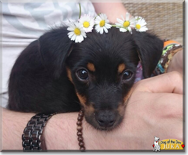 Juka the Chihauhau-Pinscher  mix, the Dog of the Day