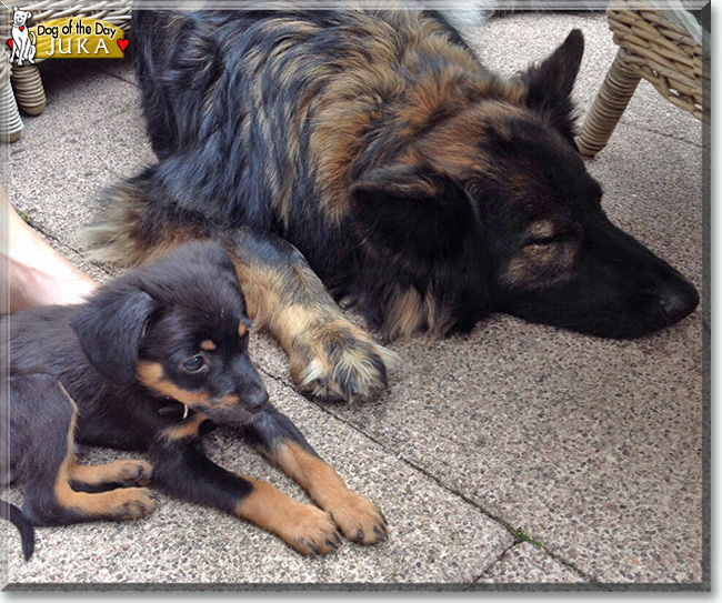 Juka the Chihauhau-Pinscher  mix, the Dog of the Day