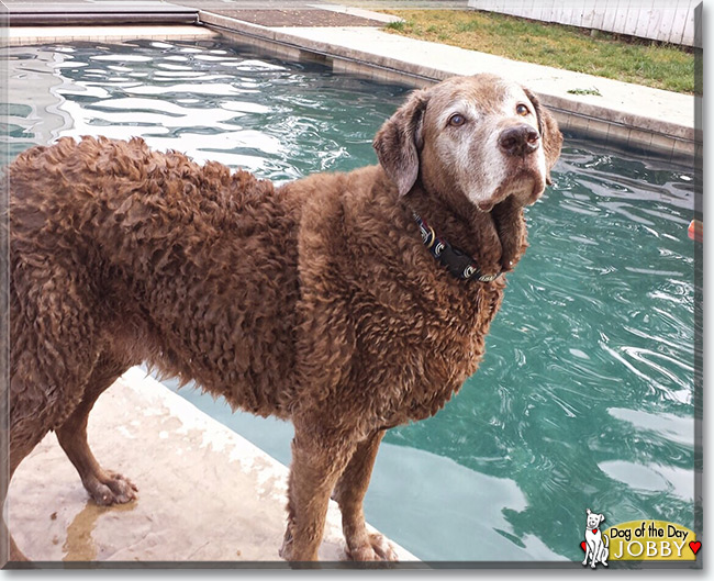 Jobby the Chesapeake Bay Retriever, the Dog of the Day