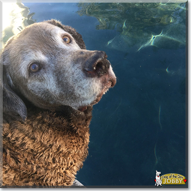 Jobby the Chesapeake Bay Retriever  mix, the Dog of the Day