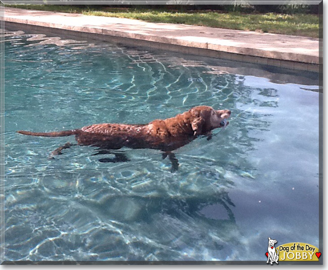 Jobby the Chesapeake Bay Retriever  mix, the Dog of the Day