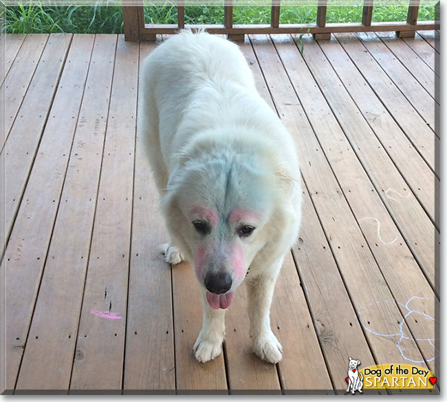 Spartan the Great Pyrenees, the Dog of the Day