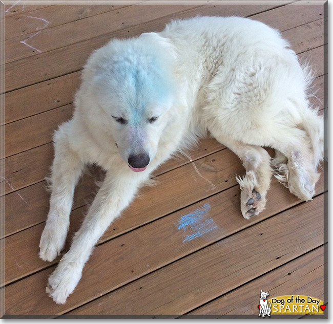 Spartan the Great Pyrenees, the Dog of the Day