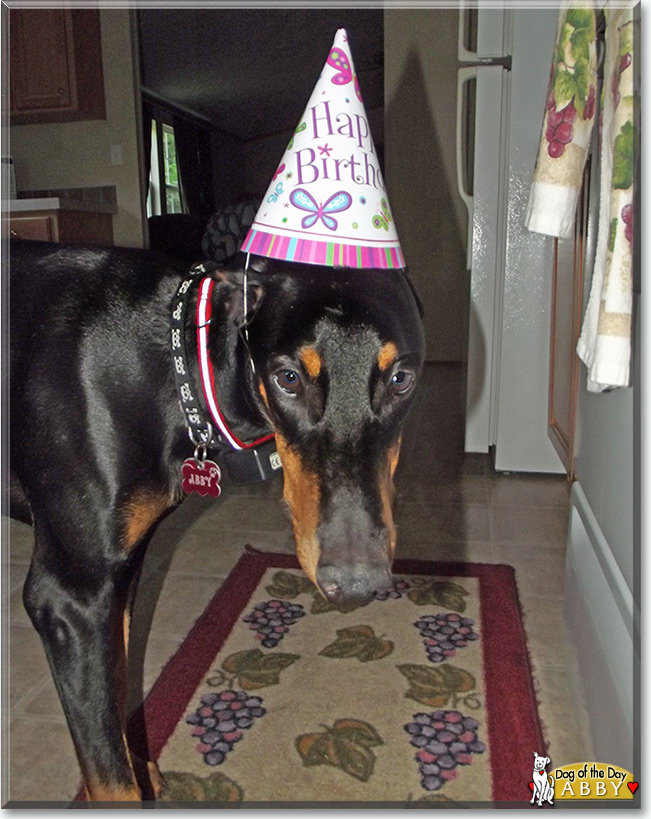 Abby the Doberman Pinscher, the Dog of the Day