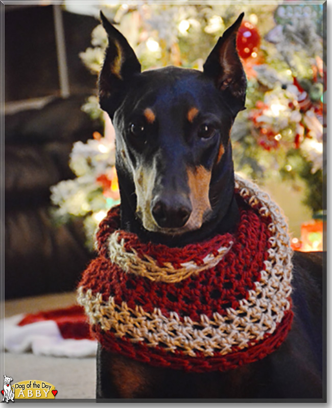 Abby the Doberman Pinscher, the Dog of the Day