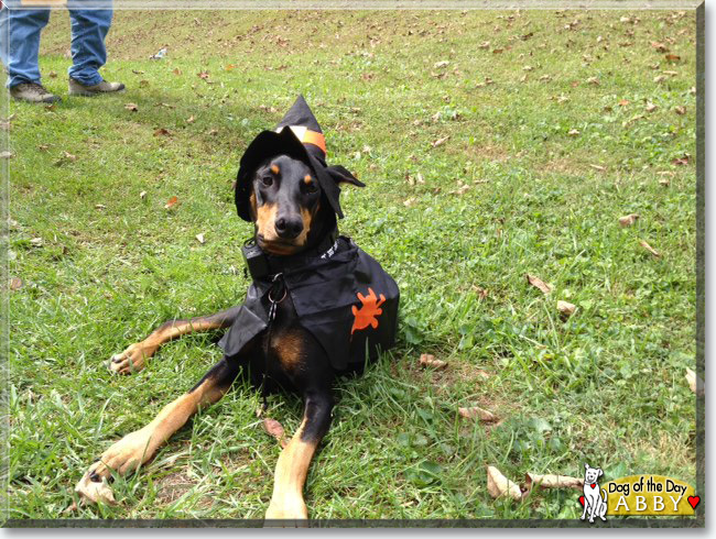 Abby the Doberman Pinscher, the Dog of the Day