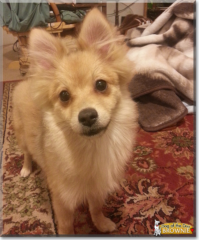 Brownie the Pomeranian, the Dog of the Day