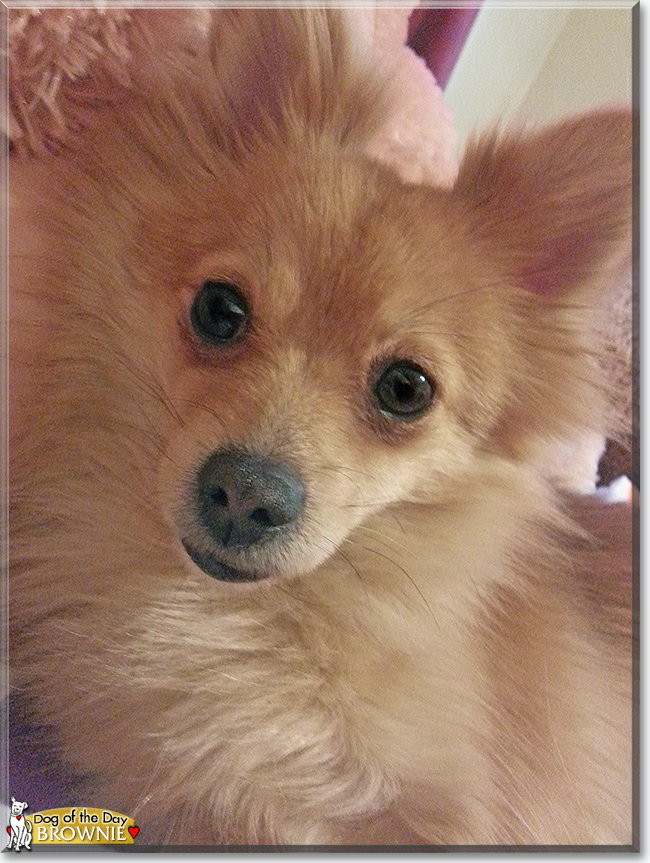 Brownie the Pomeranian, the Dog of the Day