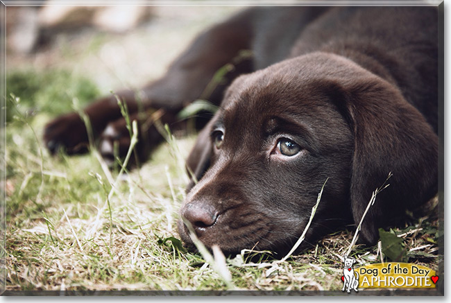 Aphrodite the Labrador Retriever, the Dog of the Day