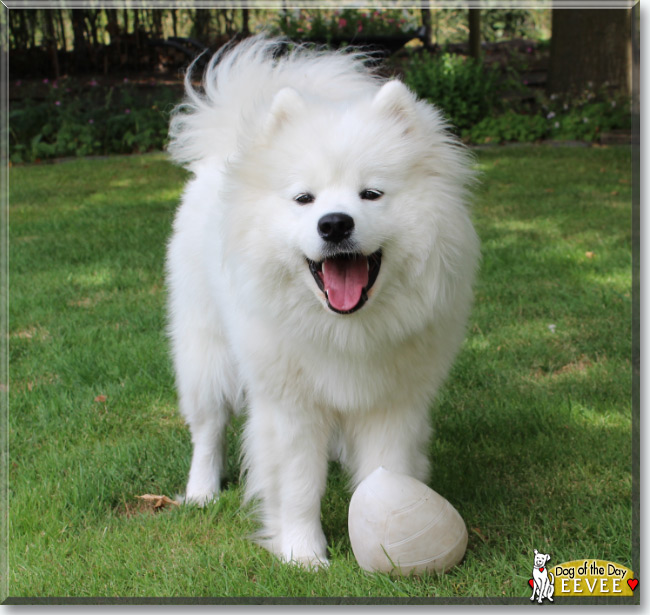 Eevee the Samoyed, the Dog of the Day