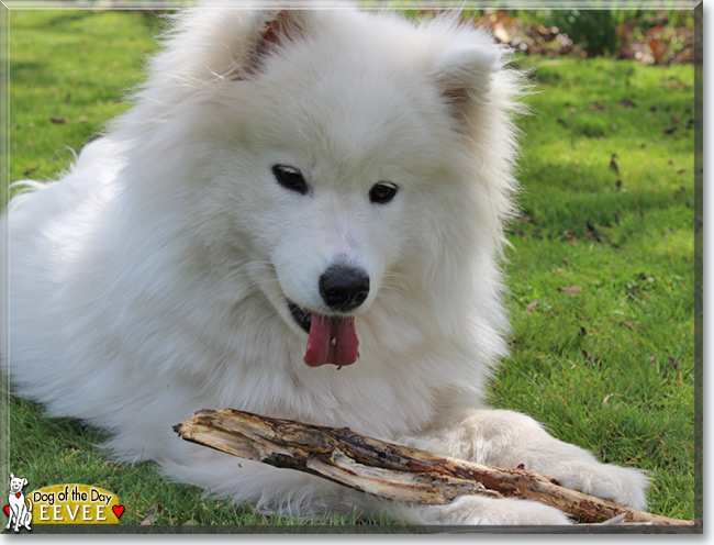 Eevee the Samoyed, the Dog of the Day