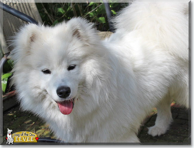 Eevee the Samoyed, the Dog of the Day