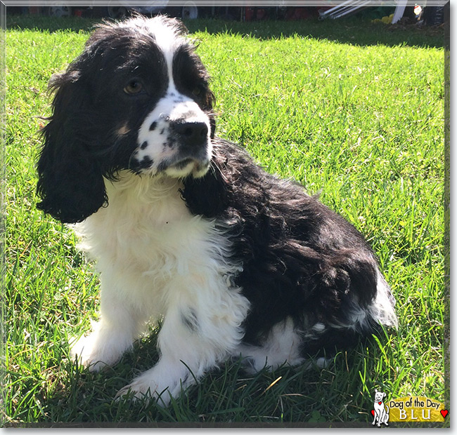 Blu the Spaniel, the Dog of the Day