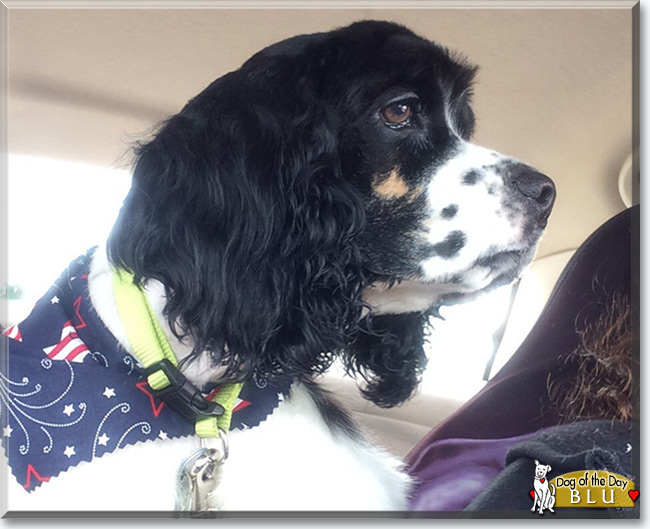 Blu the Spaniel, the Dog of the Day