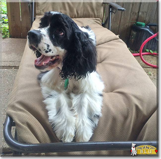 Blu the Spaniel, the Dog of the Day